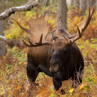 Moose in the forest in the fall