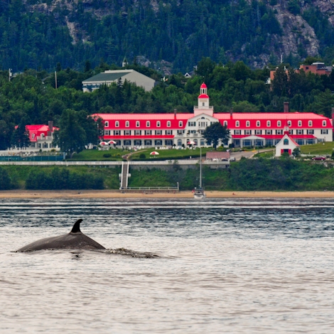 Whale in front of Hôtel Tadoussac