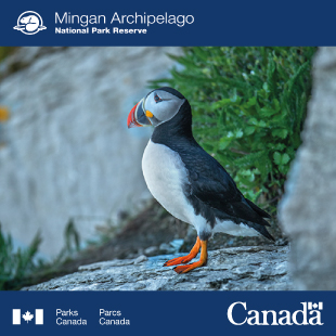 Atlantic puffins in the Mingan Archipelago National Park Reserve