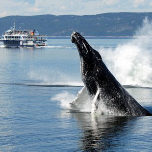 Whale with sightseeing boat in the background