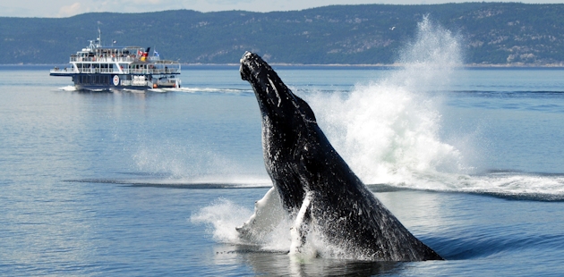 Whale with sightseeing boat in the background