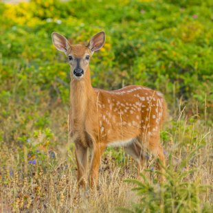 White-tailed deer