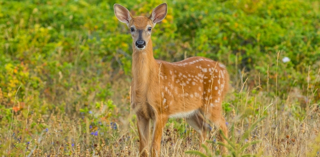 White-tailed deer