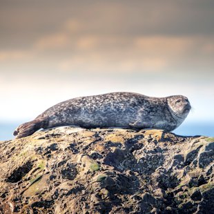 Seal basking on a rock