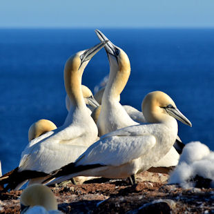 Northern gannets