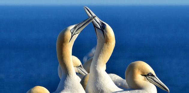 Northern gannets