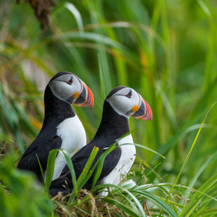 Atlantic puffins