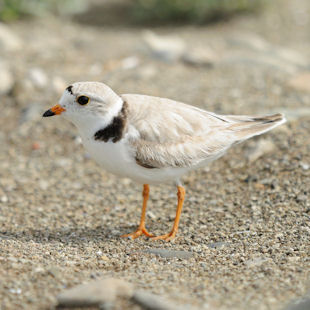 Piping plover