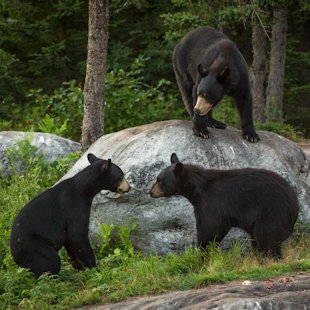 Black bears