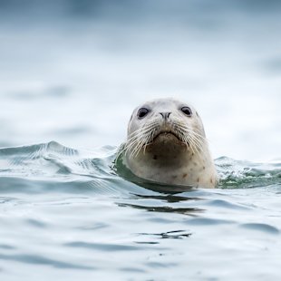 Phoque dans la mer