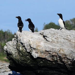 Petits pingouins