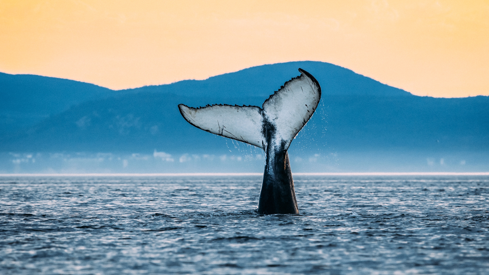 Baleine dans le parc marin du Saguenay–Saint-Laurent