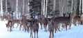 Osservazione della fauna