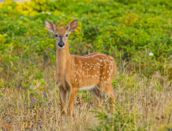 Cerf de Virginie