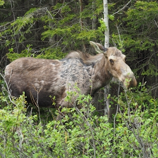 Orignal dans le parc national de la Gaspésie