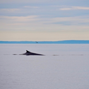 Baleine en Côte-Nord