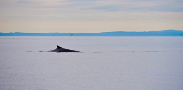 Baleine en Côte-Nord