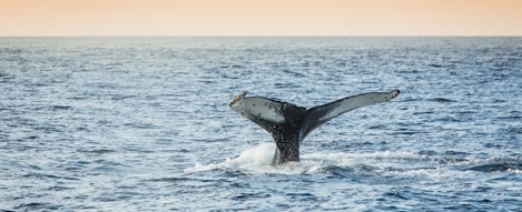 Gaspésie