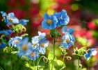 Jardins de Métis 