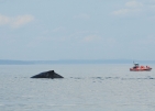 Parc marin du Saguenay–Saint-Laurent 