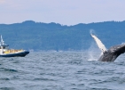 Croisières Baie de Gaspé (cruises) 