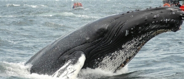 Rivière-du-Loup: A Little Known Whale-Watching Area