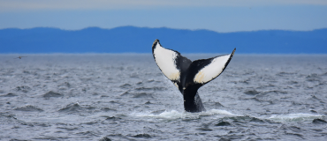Meilleurs endroits où observer la faune en Côte-Nord