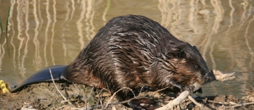 Observe Beavers at Forillon National Park