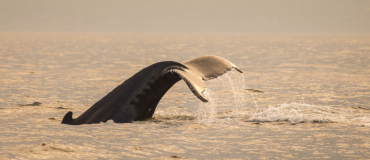 L’automne, une saison de choix pour l’observation des baleines!