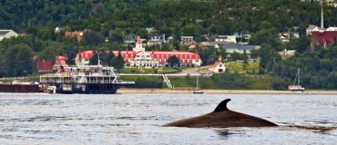 À la rencontre des baleines dans le Québec maritime