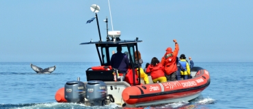 Voyage sur la Côte-Nord : Excursion aux baleines en Zodiac avec Croisières Essipit