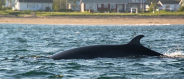 Comment observer les baleines de façon responsable?