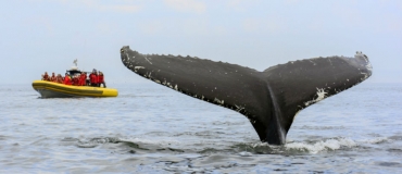 Côte-Nord : où voir les baleines