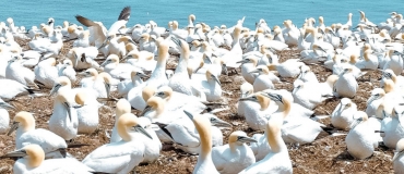 Les fous de Bassan de l’île Bonaventure : un spectacle époustouflant!