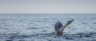 10 Things You May Not Know about Whales