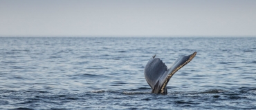 10 choses que vous ne savez (probablement) pas des baleines