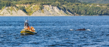 Je vais voir les baleines : à quoi dois-je m’attendre?