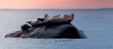 Faune : 7 idées de sorties à faire en vacances!