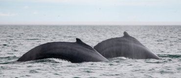 L’automne, une saison de choix pour l’observation des baleines!