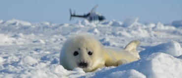 What You Need to Know about Whitecoats (Seal Pups)