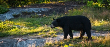 À la rencontre de l’ours noir