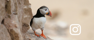 Top 3: Your Photos of Wildlife on Instagram