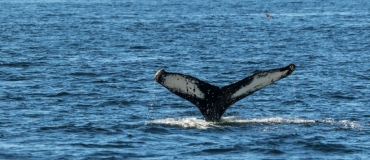 Observation des baleines et de la faune : 5 expériences à vivre