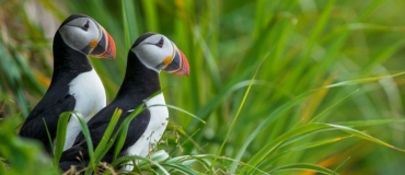 What Do You Know about Atlantic Puffins?