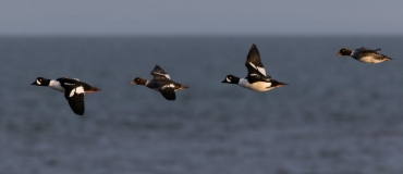 Watch the Spring and Fall Bird Migrations