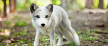 En Route to Discovery: 6 Wildlife Observation Activities to Add to Your Road Trip Itinerary