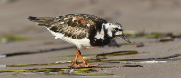 Ornithologie aux Îles de la Madeleine : de belles observations à faire en automne
