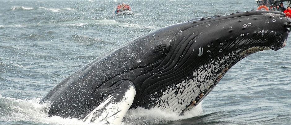 Rivière-du-Loup, un endroit trop peu connu pour observer les baleines dans le Saint-Laurent! - Crédit photo : Marc Loiselle Rivière-du-Loup, un endroit trop peu connu pour observer les baleines dans le Saint-Laurent!