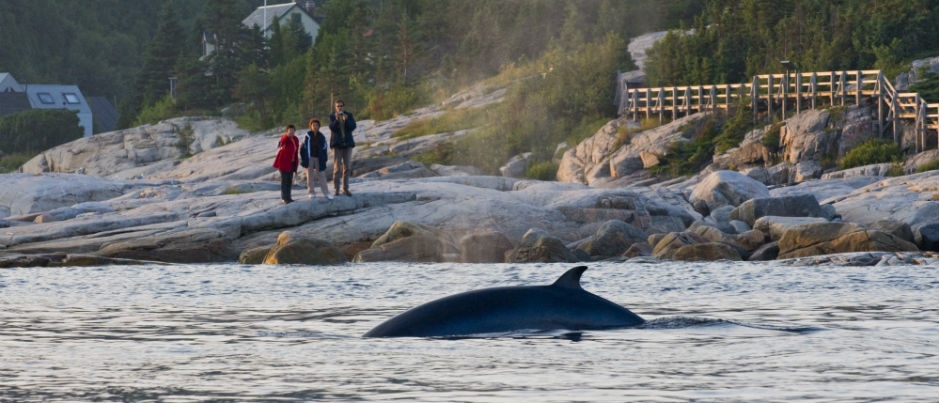 Up to 13 species of cetaceans are found in the waters of the St. Lawrence - Photo Credit: Marc Loiselle Wildlife Observation in the Maritime Regions of Québec