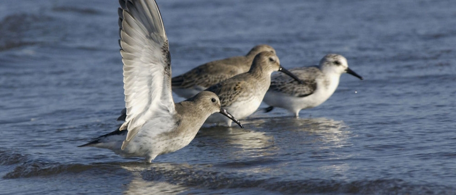 Bird Watching in Côte-Nord – Manicouagan